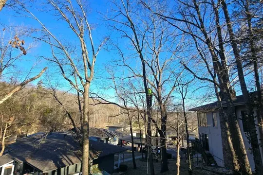 united-tree-service-llc-2026-01-12T154211.698862Z-12315