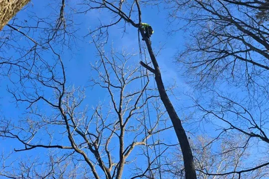 united-tree-service-llc-2026-01-12T154222.354247Z-55101