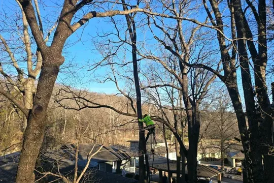 united-tree-service-llc-2026-01-12T154237.940965Z-25280