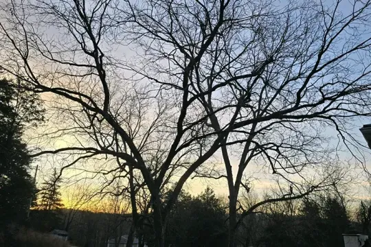 united-tree-service-llc-2026-01-12T154501.577038Z-65140