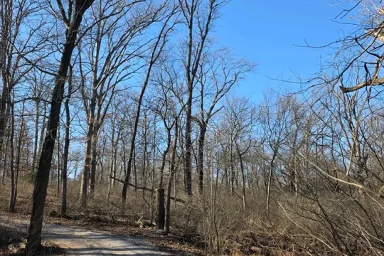 united-tree-service-llc-2026-01-12T154518.916827Z-26110