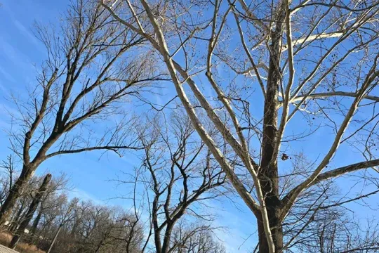 united-tree-service-llc-2026-01-12T154559.976877Z-44208