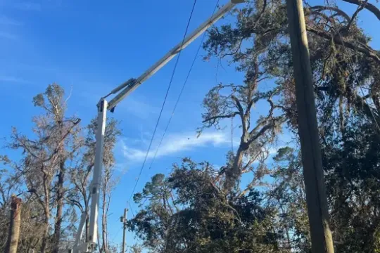 united-tree-service-llc-2026-01-12T155854.191169Z-14233