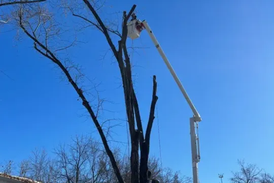 united-tree-service-llc-2026-01-12T155856.670794Z-45766