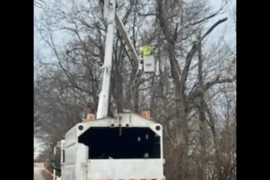 united-tree-service-llc-2026-01-12T155929.163303Z-6842-scaled