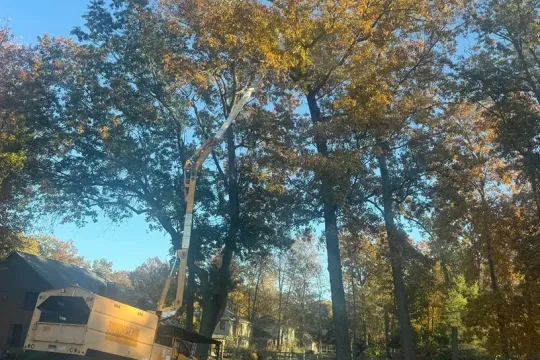 united-tree-service-llc-2026-01-12T160006.071280Z-83974