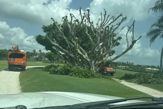 united-tree-service-llc-2026-01-12T160018.835572Z-18002