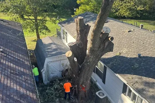 united-tree-service-llc-2026-01-12T160029.918331Z-32493