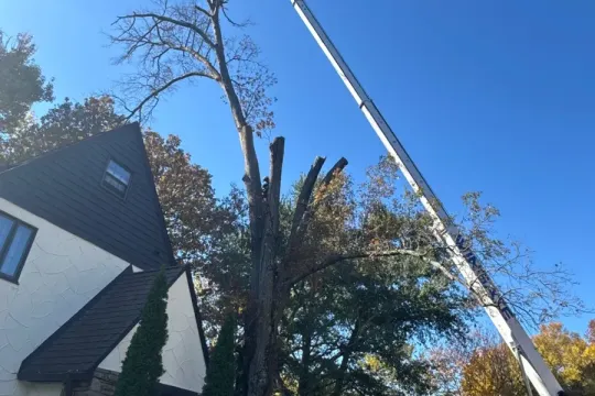 united-tree-service-llc-2026-01-12T160039.218369Z-49568