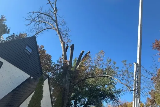united-tree-service-llc-2026-01-12T160843.512815Z-36215