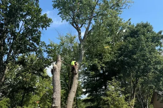 united-tree-service-llc-2026-01-12T171001.730153Z-81313