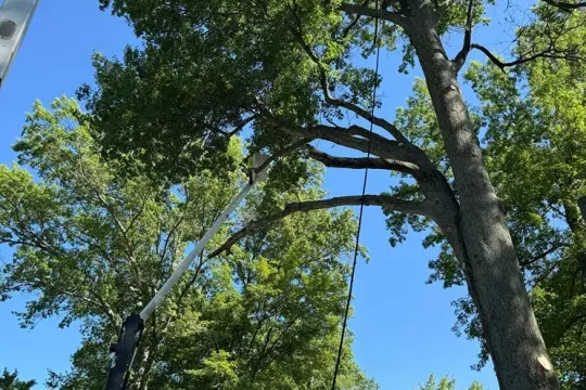 united-tree-service-llc-2026-01-12T171027.504546Z-8176