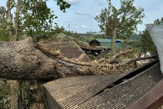 united-tree-service-llc-2026-01-12T171055.863324Z-72010
