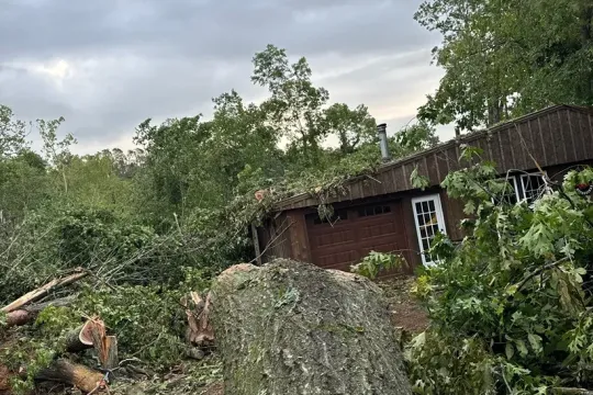 united-tree-service-llc-2026-01-12T171234.847654Z-32942