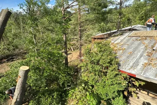 united-tree-service-llc-2026-01-12T171234.937208Z-38829