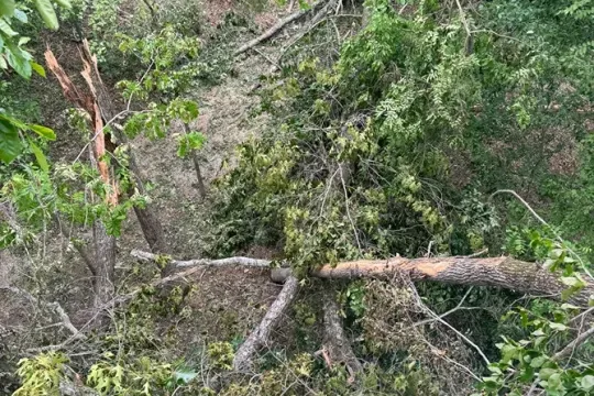 united-tree-service-llc-2026-01-12T171249.512517Z-96528