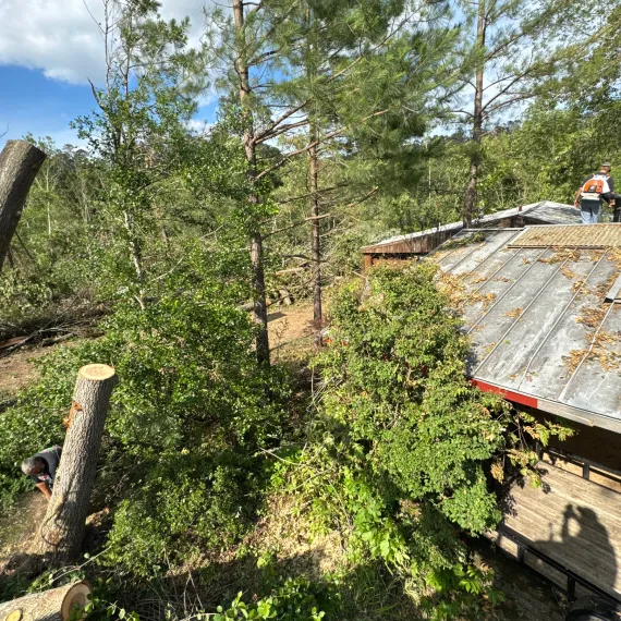 Home Tree Removal & Emergency Tree Services